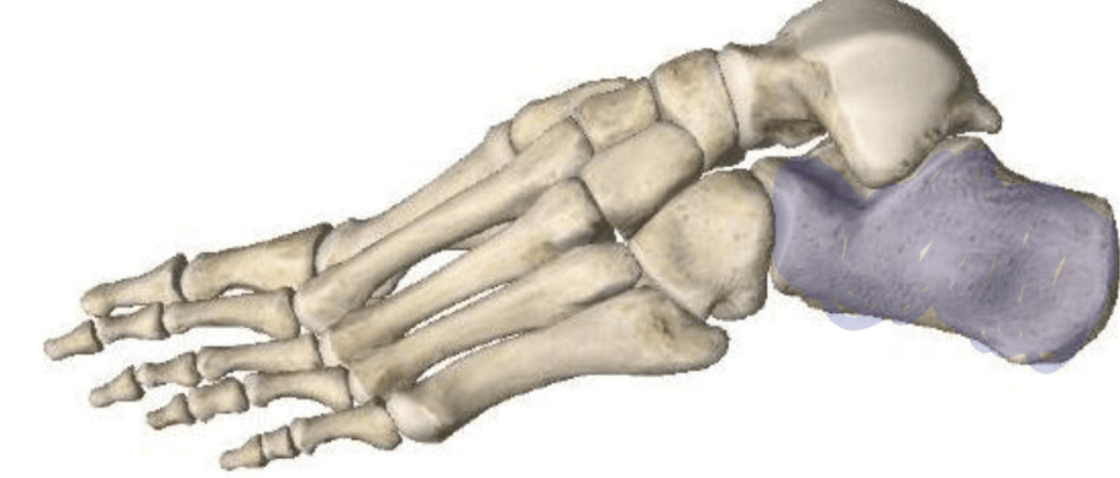 <p>what is this bone </p>