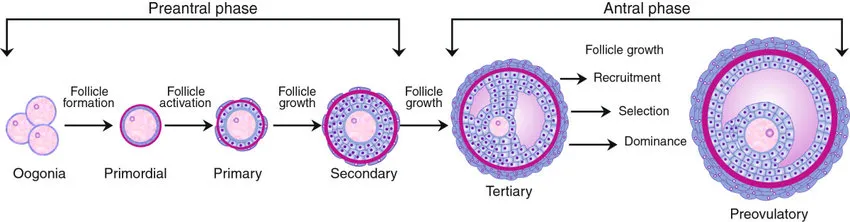 <p>Antral | Mature Vesicular (Graafian) Follicle </p>