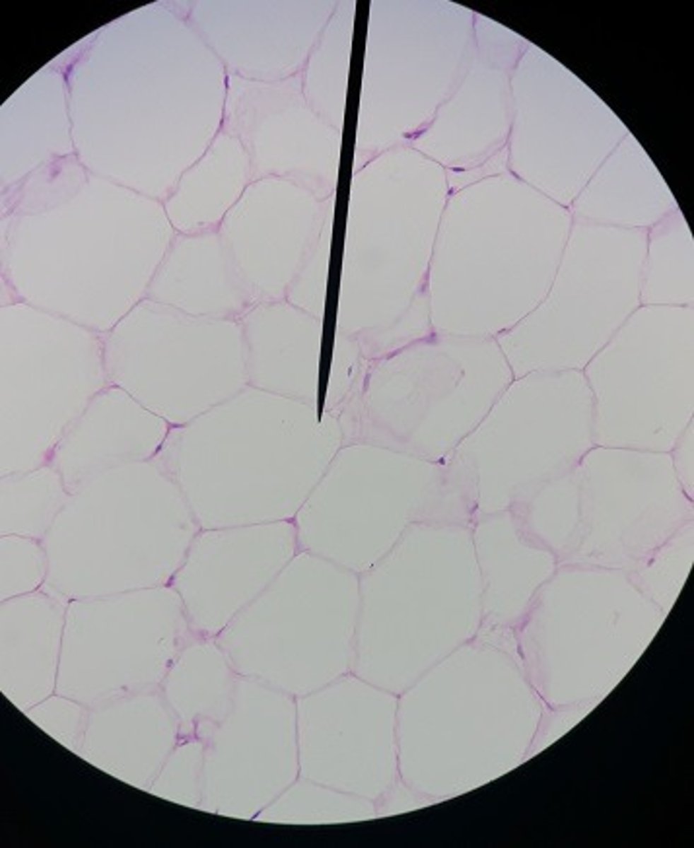 <p>Identify the tissue.</p>