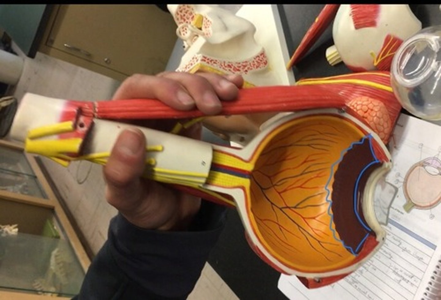 <p>the serrated junction between the retina and the ciliary body. The flower on the inside of the eye, surrounding the lens.</p>