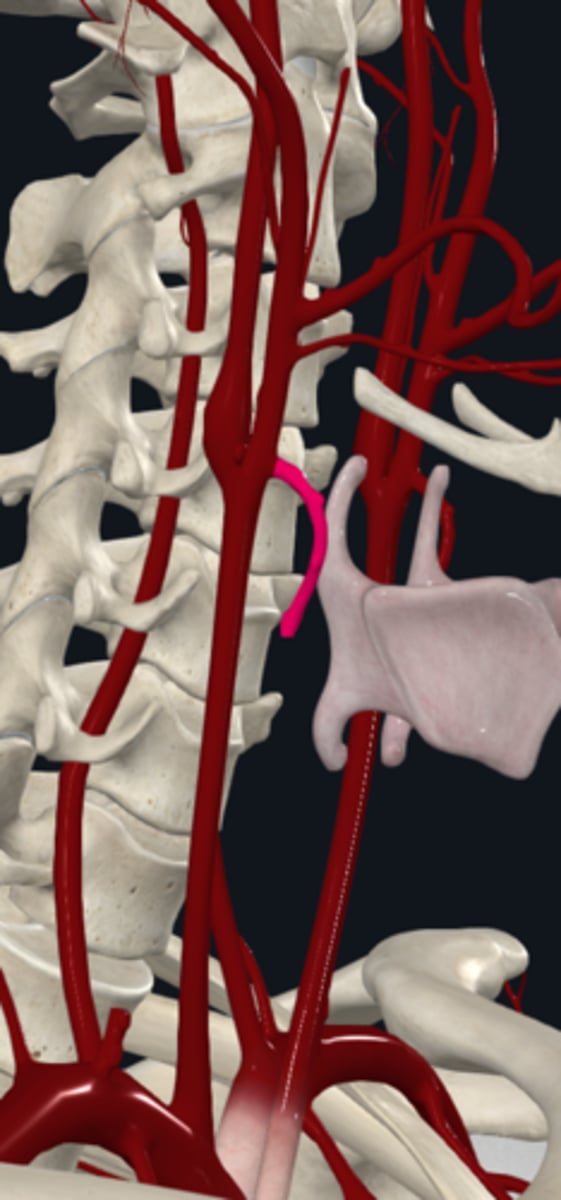 <p>What does the superior thyroid artery (anterior) of the external carotid artery supply?</p>