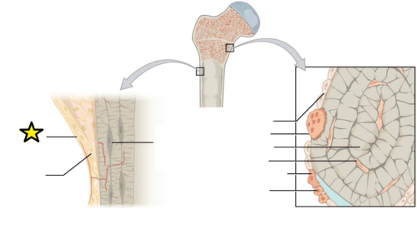 <p>Outer layer consisting of dense irregular connective tissue consisting of Sharpey's fibers that secure to bone matrix</p>