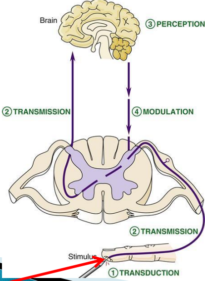 <p>Nociceptors often initiate reflex arcs (withdrawal reflex), but they also send signals to the brain for pain perception.</p>