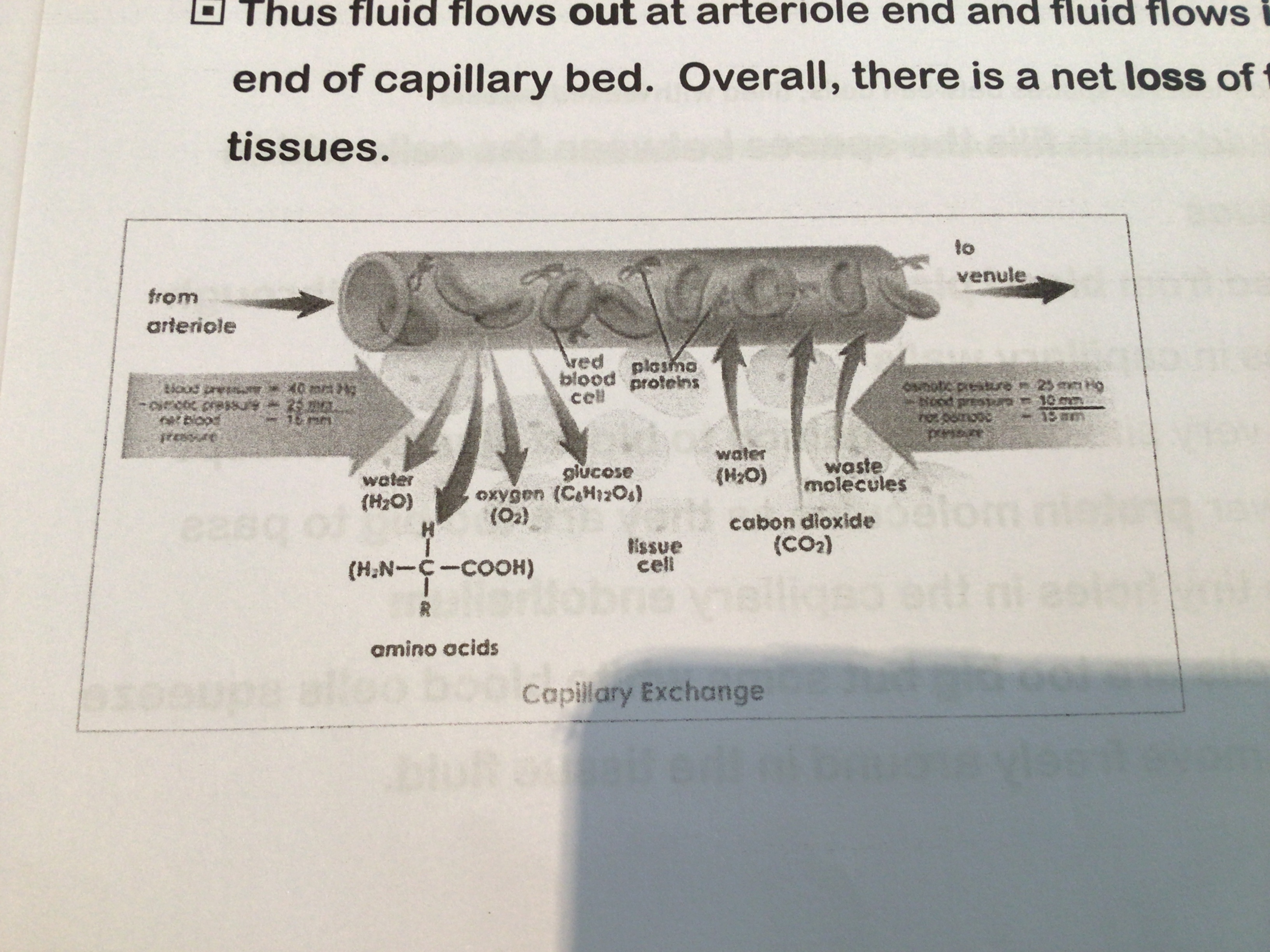Due to hydrostatic pressure → where the pressure of the blood inside a capillary is sufficient to push fluid out into the space between the tissues; this is due to the contraction of the heart (left ventricle) it is therefore particularly high at the arteriole end of a capillary bed

As tissue fluid lacks the high concentration of plasma proteins, present in blood plasma, a water potential gradient is created and water moves by osmosis down the gradient from tissue fluid → capillaries (carrying any dissolved waste such as CO2)

Thus fluid flows out at arteriole end and fluid flows in at venous end of capillary bed; overall there is a net loss of fluid to tissues