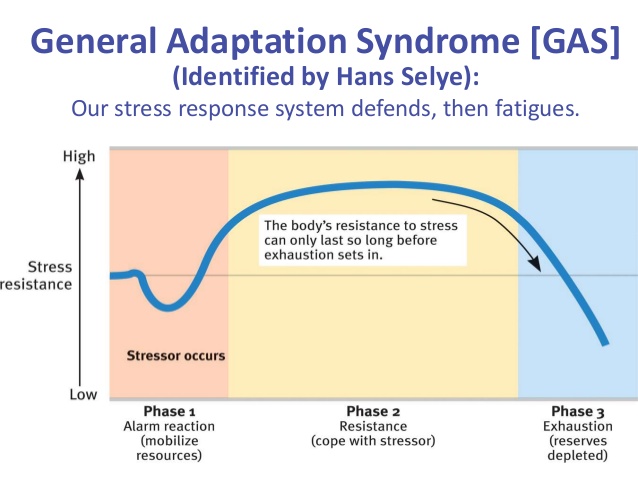 <p>Selye’s concept of the body’s adaptive response to stress in three phases — alarm, resistance, exhaustion.<br><br>1.Alarm Stage </p><ul><li><p class="">The body detects external stress and initiates the "fight or flight" response.</p></li></ul><p> 2. Resistance Stage </p><ul><li><p class=""> The body tries to adapt to the ongoing stress.</p></li></ul><p> 3. Exhaustion Stage </p><ul><li><p class="">What happens: The body's resources are depleted after prolonged exposure to stress.</p></li></ul><p></p>