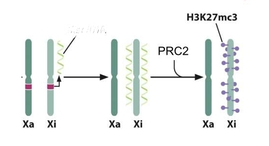 encodes long RNA that does not code for protein, binds X-chromosome from which it was made, attracts protein complexes that methylate histones to turn off gene expression 