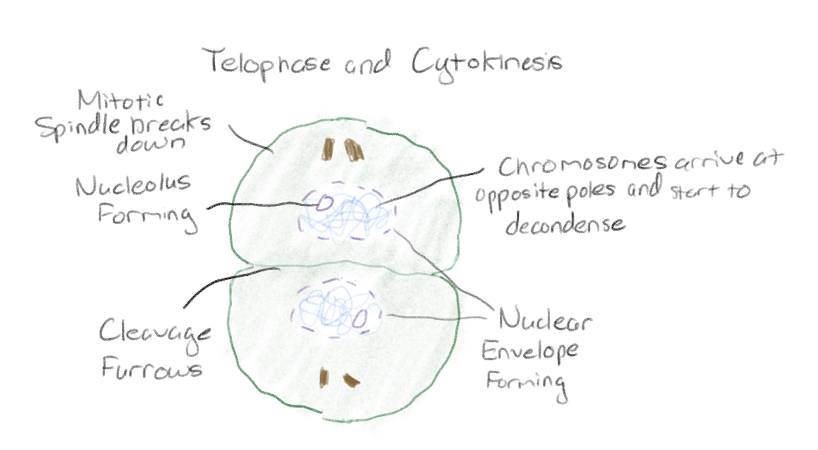 <p>Chromosomes arrive at opposite poles and start to decondense.</p><p>Nuclear envelope assembles</p><p>Mitotic spindle assembly breaks down and the division of the cytoplasm begins and the cells divide</p>