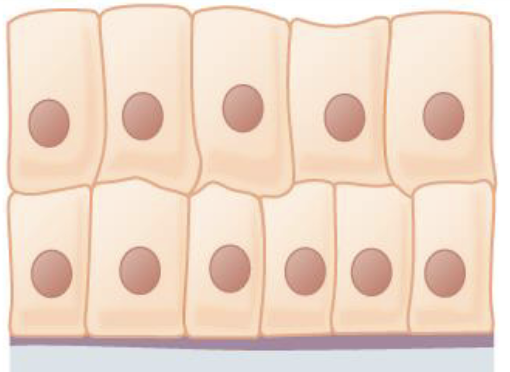 <p>Name the following tissue type.</p>