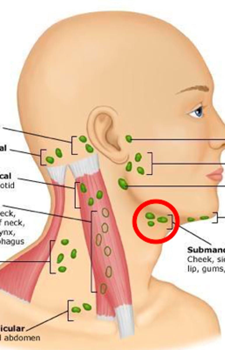 <p>halfway between the angle and the tip of the mandible</p>