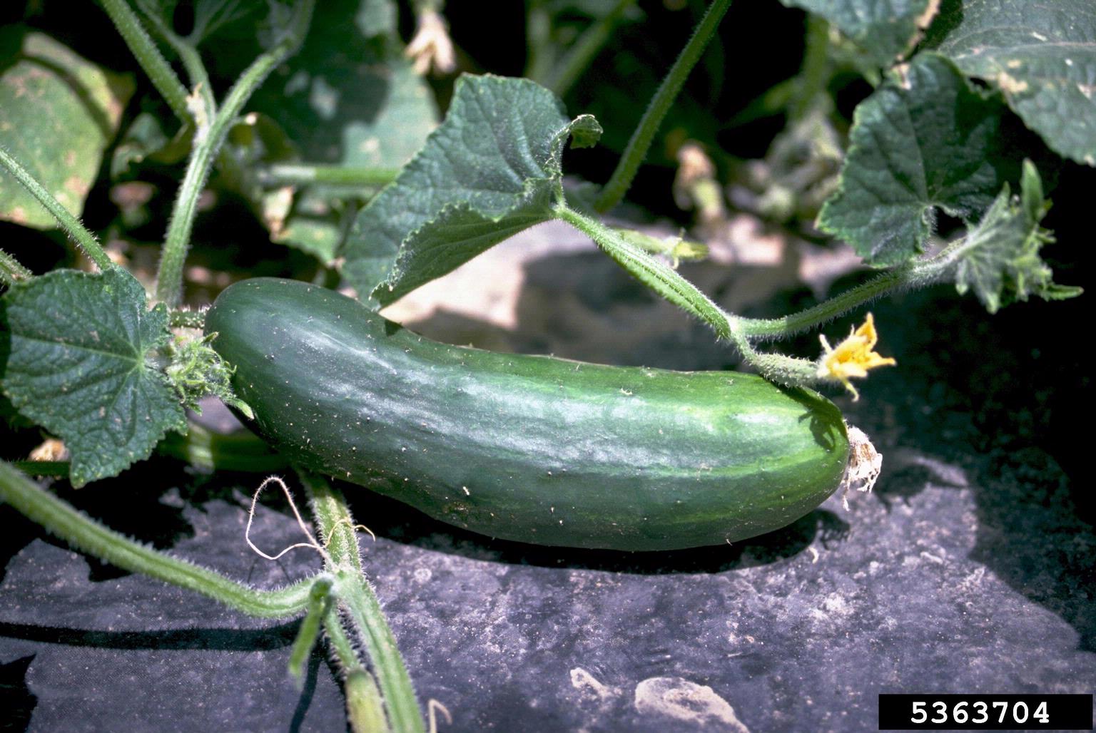 <p>Cucumber</p>