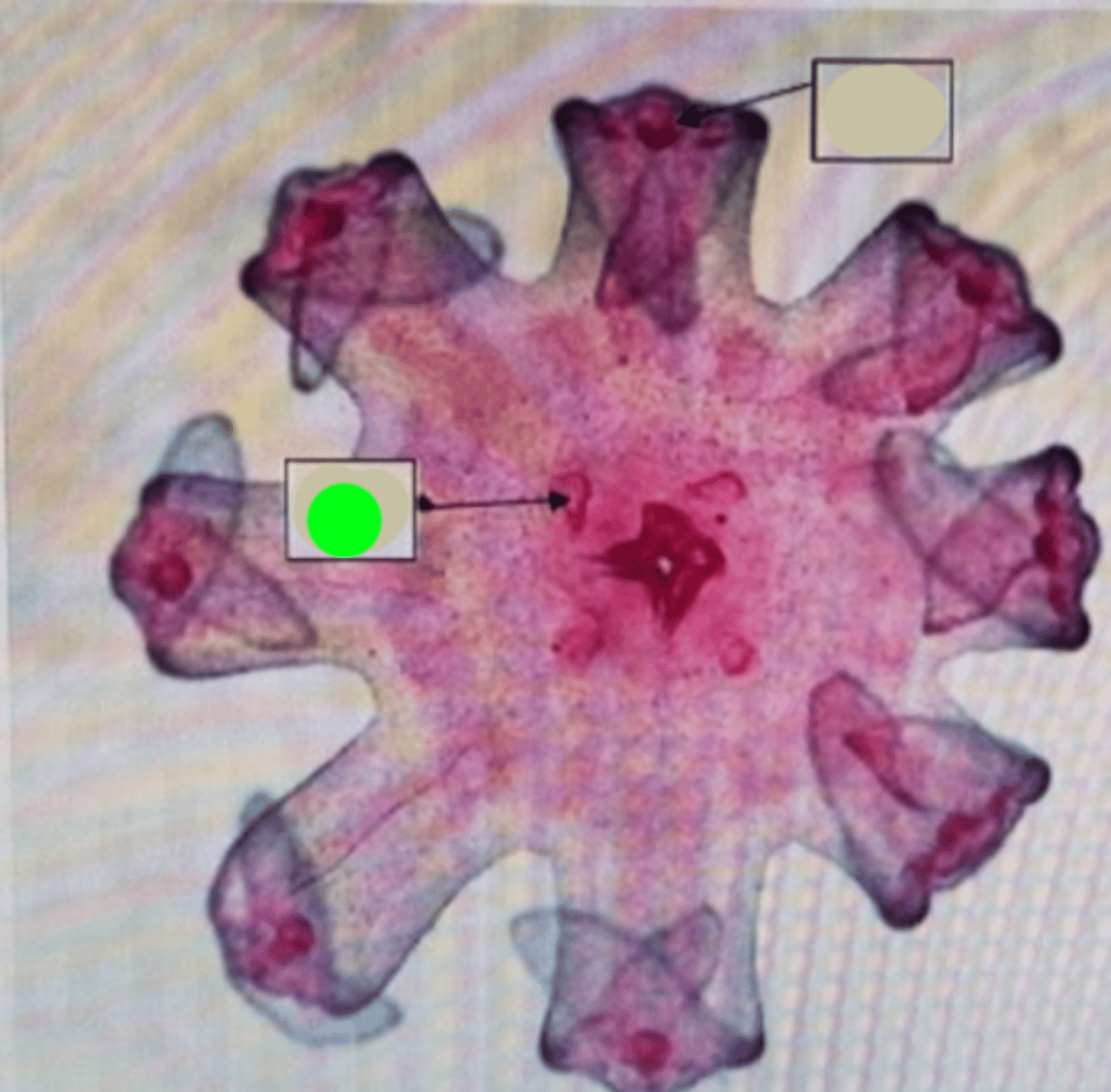 <p>Reproductive organs responsible for producing gametes in animals, typically located within the mesoglea of jellyfish, facilitating reproduction.</p>