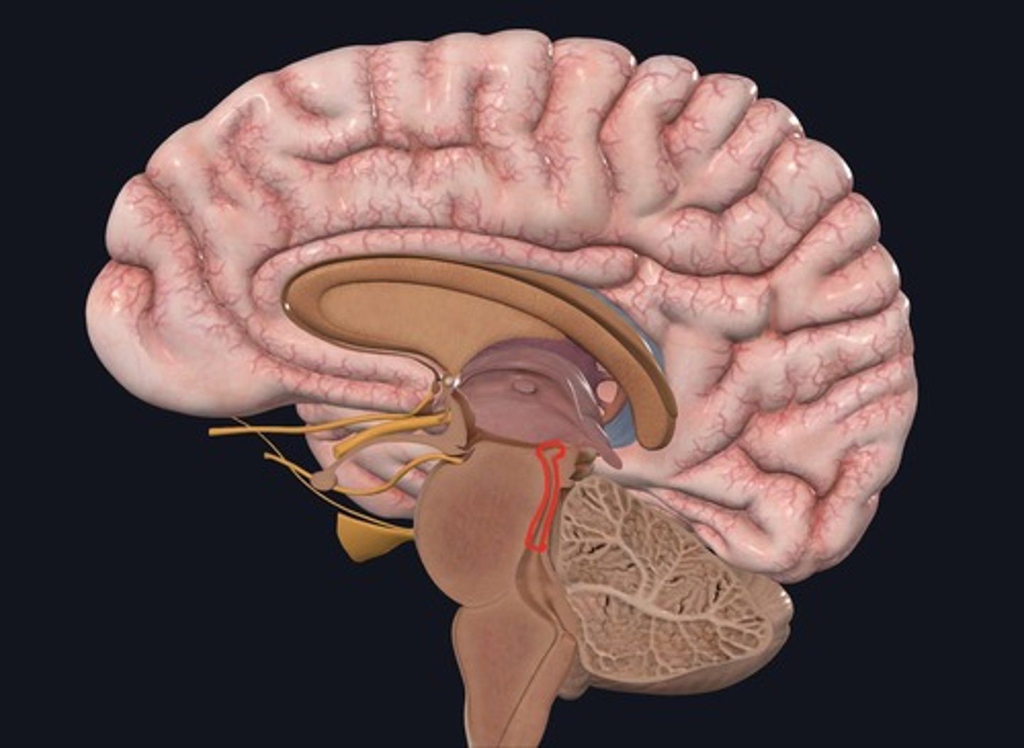 <p>Name this structure outlined in red.</p>