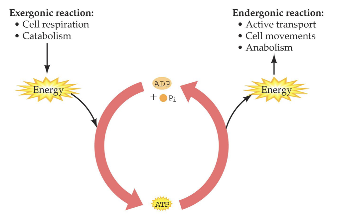 <ul><li><p>ADP + Pi → ATP: Endergonic, energy required, so needs an exergonic reaction to provide energy</p></li><li><p>ATP → ADP + Pi: Exergonic, energy released, so needs an endergonic reaction to give the energy to</p></li></ul>