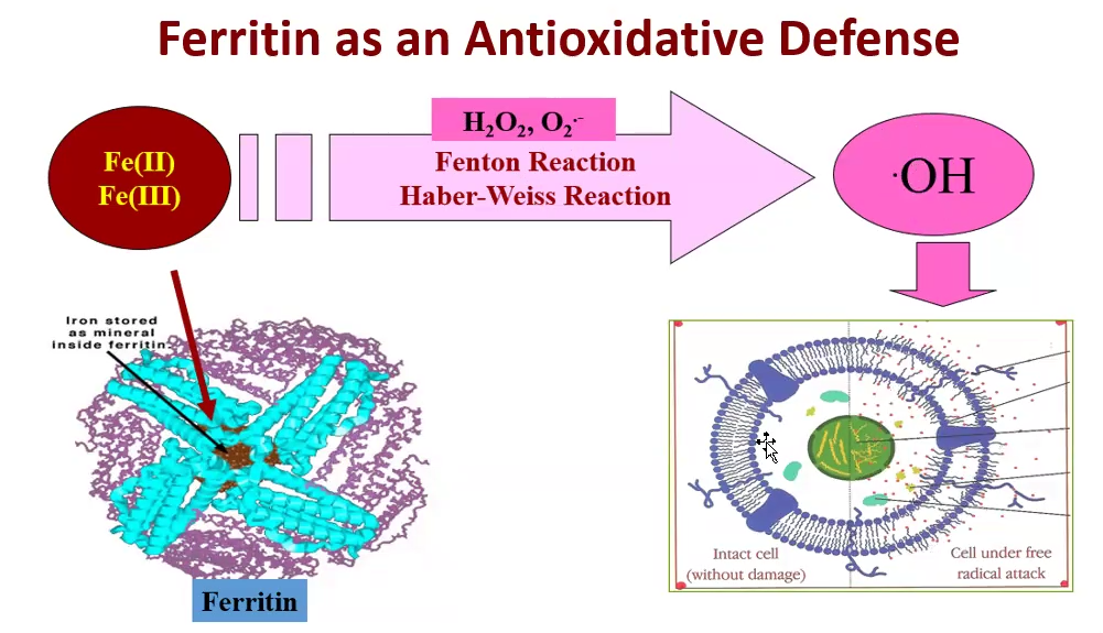 <p><strong>Ferritin</strong> binds <strong>free iron</strong> to prevent it from interacting with <strong>hydrogen peroxide (H₂O₂)</strong>, reducing the risk of oxidative damage caused by iron-catalyzed reactions.</p>