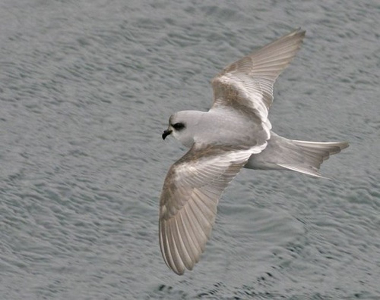 <p>Procellariiformes</p>