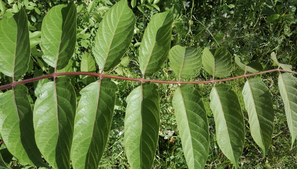 <p>tree of heaven </p>