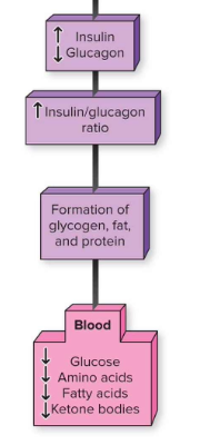 <p>↑ Insulin, ↓ Glucagon → anabolism (store glycogen, fat, protein synthesis).</p>