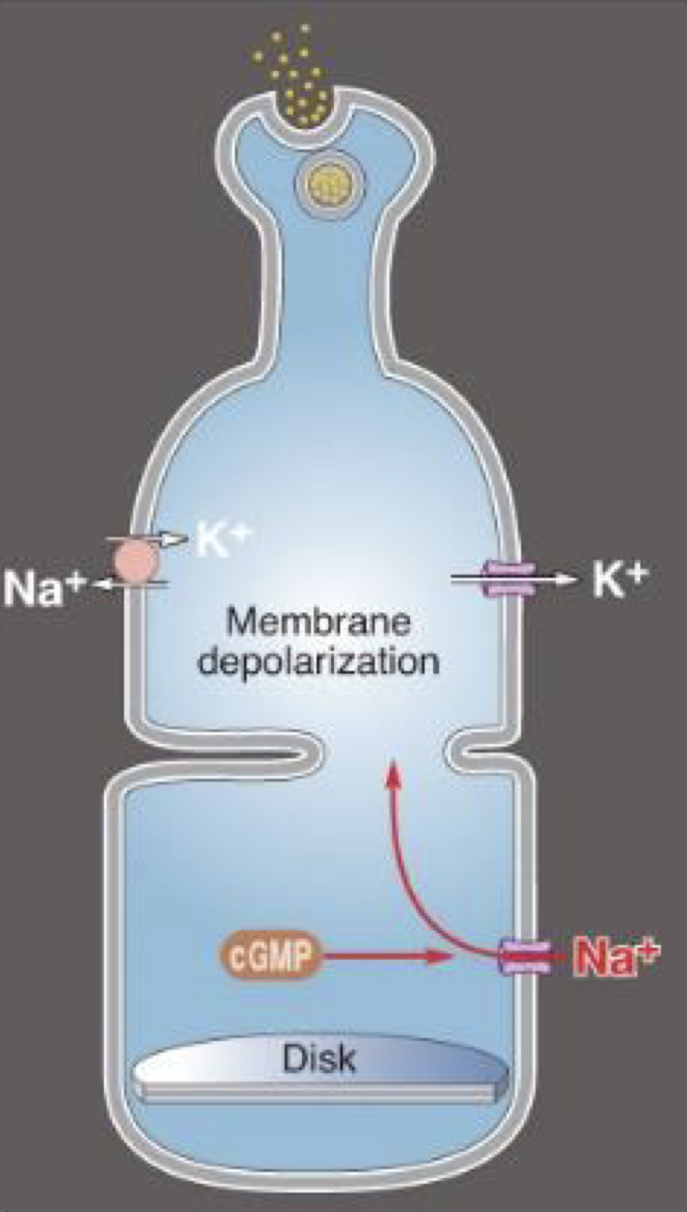 <ul><li><p>depolarize at -30 mV</p></li><li><p>cGMP gated channels (permeable to Na+) are opened</p></li><li><p>dark Na+ current in the dark</p></li></ul><p></p>
