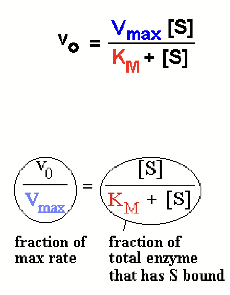 <p>Equation that shows how <strong>initial rate (v<sub>o</sub>)</strong> varies as a <strong>function of substrate concentration ([S])</strong>. May also be written in the fractional form, which is useful for solving enzyme kinetics problems.</p><p>Every enzyme has characteristic values of the two constants, <strong>V<sub>max</sub></strong> and <strong>K<sub>M</sub></strong>.</p>