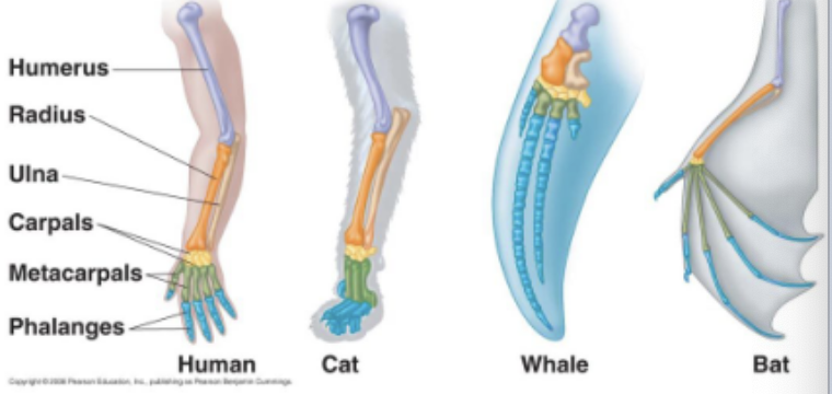 <p>anatomical signs of evolution</p>