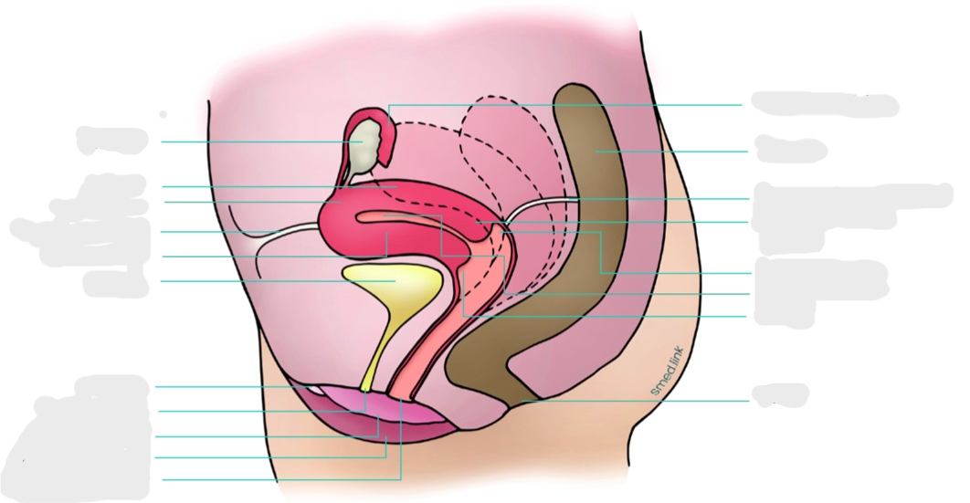 <p>Rôle du ligament rond</p>