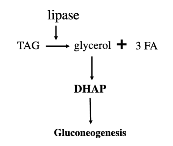 <p>Mobilization (hydrolysis) of TAGs</p>