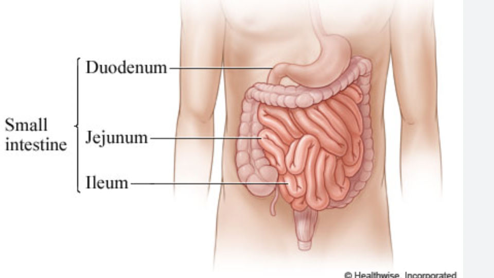 <p>location of most digestion + nutrient absorption, 10ft long in adult, 3 sections = duodenum, jejunum, ileum (joins intestine at ileocecal sphincter)</p>