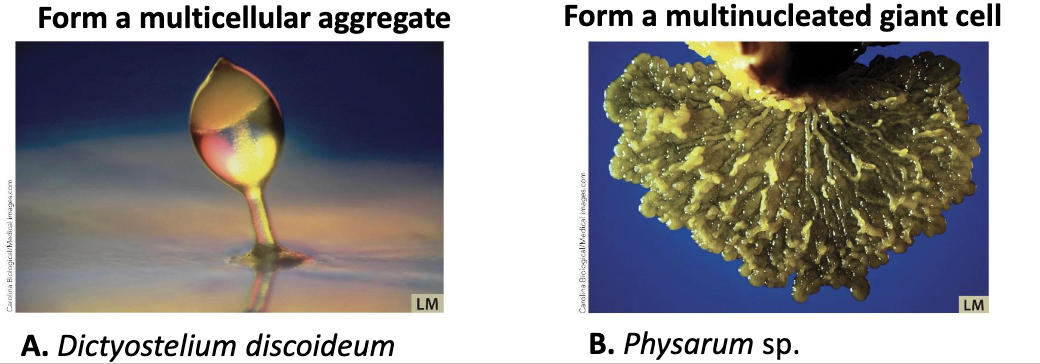 <p>Eukaryal microorganisms: Model organisms</p><ul><li><p>Slime molds: <em>Dictyostelium discoideum</em></p><ul><li><p>Still protozoan! Model for studying <strong><em>ecology</em></strong>, <strong><em>cell motility</em></strong>, <strong><em>cell–cell communication</em></strong>, and <strong><em>coevolution</em></strong>.</p></li></ul></li><li><p>Second slime mold type (Physarum) fuses many cells into a continuous, <strong><em>multinucleate giant cell.</em></strong></p></li></ul><p></p>