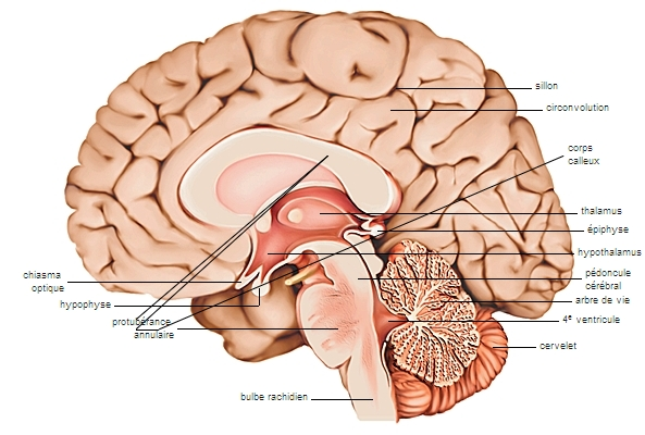 <p>Coupe sagittale du cerveau</p>
