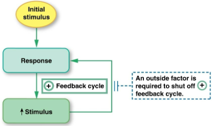 <p>the response reinforces the stimulus, sending the variable farther back from its set point</p>