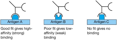 <ul><li><p><span>The strength of the binding between an epitope and an antibody-antigen binding site.</span></p><ul><li><p class="MsoNormal"><span>Interactions are weak unless the two binding molecules are close together</span></p></li></ul><p class="MsoNormal"><span>i.e. need a good fit between antigenic epitope &amp; antibody binding site&nbsp;</span></p></li></ul><p></p>