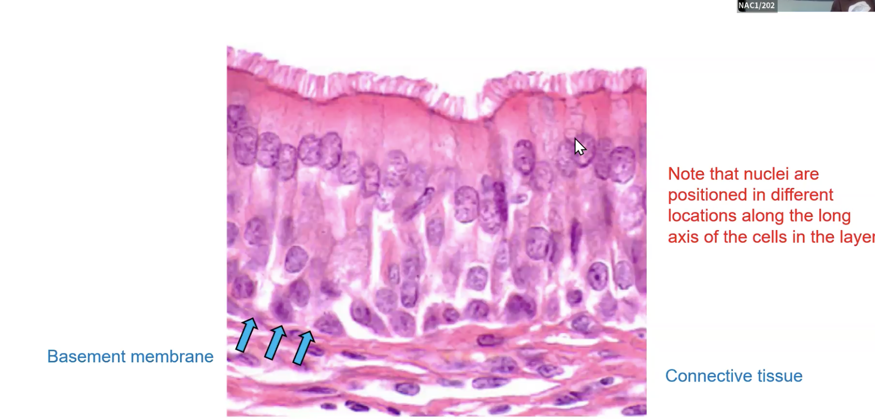 <p>Single layer. Nuclei at different heights.</p>