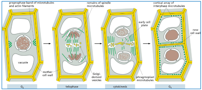 <p>microtubules based array that guides vesicles to drive the formation of cell plate</p>