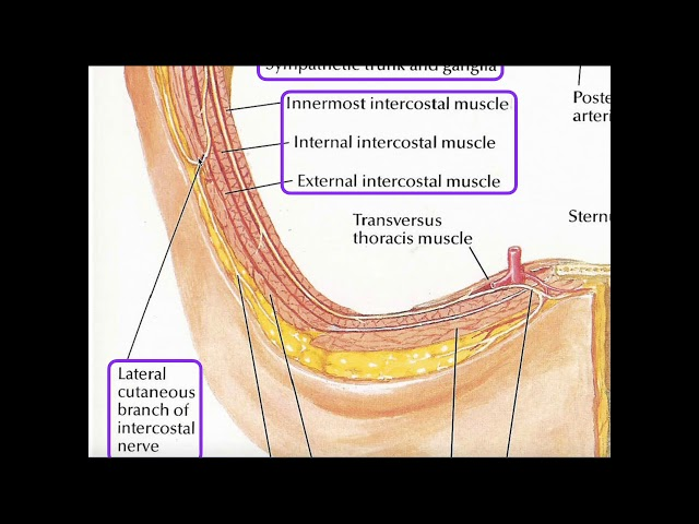 <ul><li><p>extrnal intercostalas</p></li><li><p>internal intercostalis</p></li></ul><p></p>