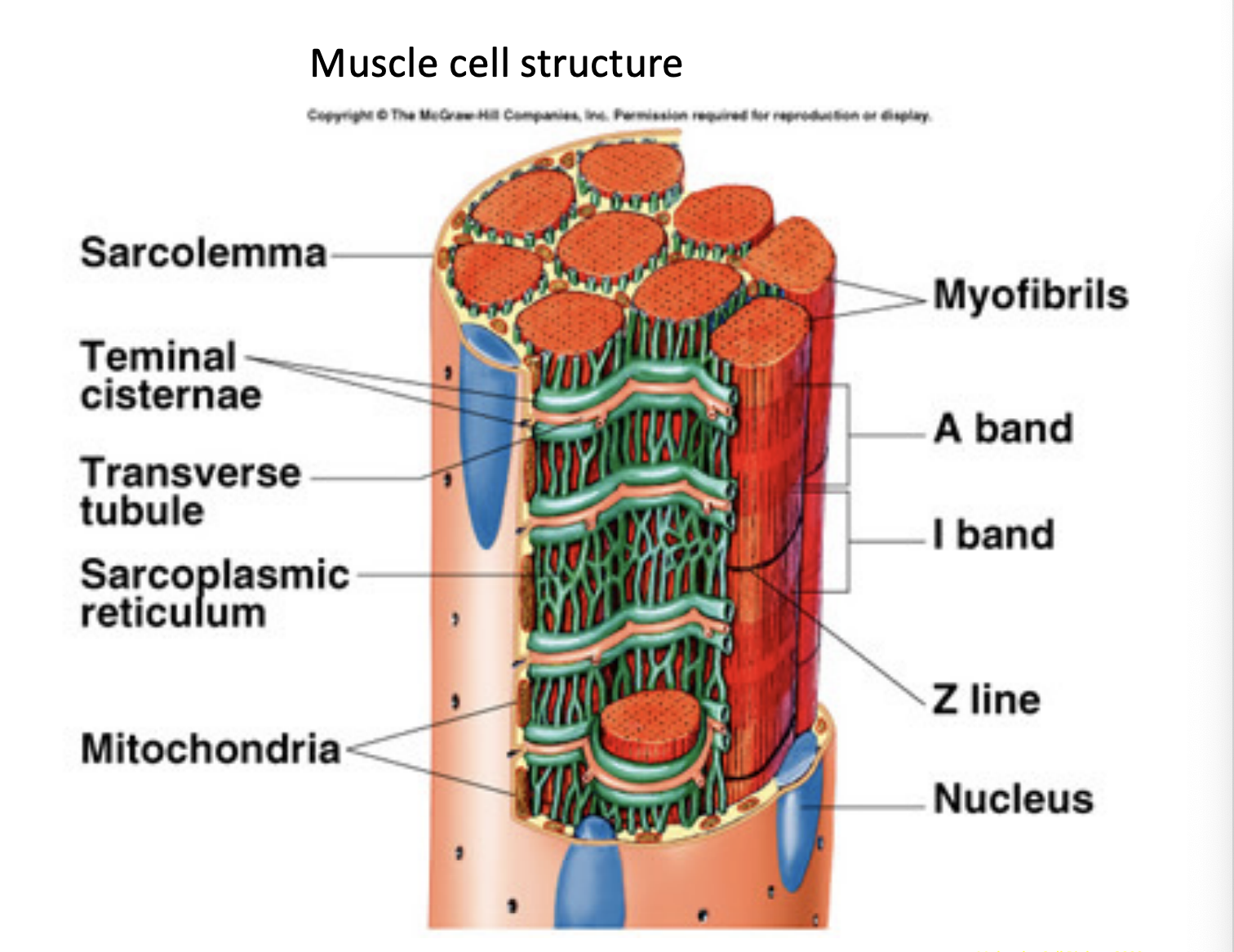 <p>What is the triad?</p>