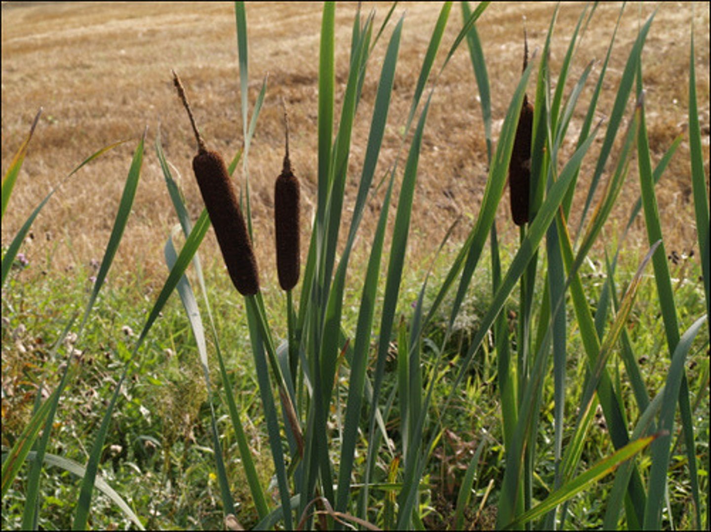 <p>Cattails (Typhaceae)</p>