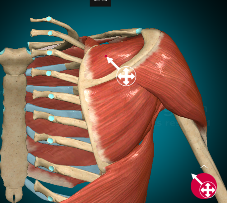 <p>What does the Supraspinatus do?</p>