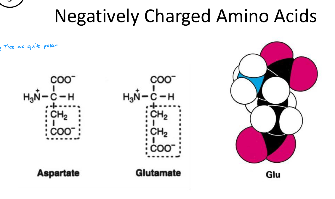 <ol><li><p>Aspartate</p></li><li><p>Glutamate</p></li></ol><p></p>