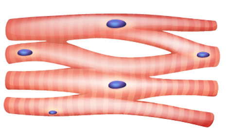 <p>Muscle found in the heart, responsible for involuntary contractions.</p>