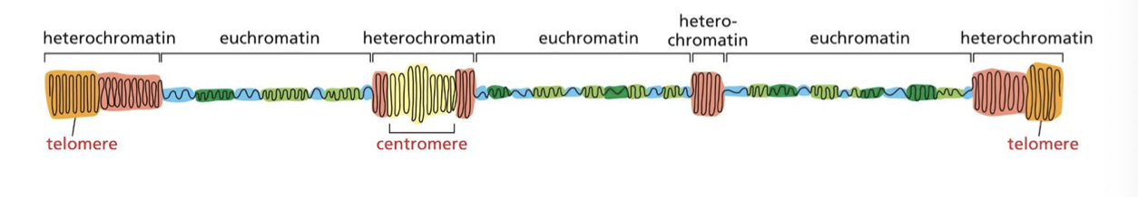 <p>they tend to be condensed which is called heterochromatin</p>