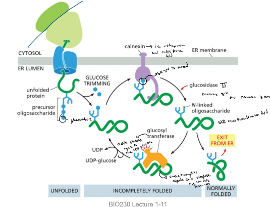 <ul><li><p>(on N-linked) one glucose is removed by glucosidase I and another is removed by glucosidase II and the last glucose  binds to the calnexin (chaperone)</p></li><li><p>last glucosidase II removes the last and mannosidase removes the mannose glucose if it has no revealing hydrophobic regions it exits from the ER or else glycosyl transferase binds to the area and the enzyme adds glucose again using a UDP-glucose</p></li><li><p>and the cycle repeats until it is folded properly</p></li></ul>