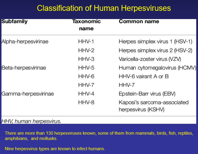 \-alpha: herpes simplex virus 1 and 2 (HSV-1 and HSV-2), and varicella-zoster virus (VZV)

\-beta

\-gamma