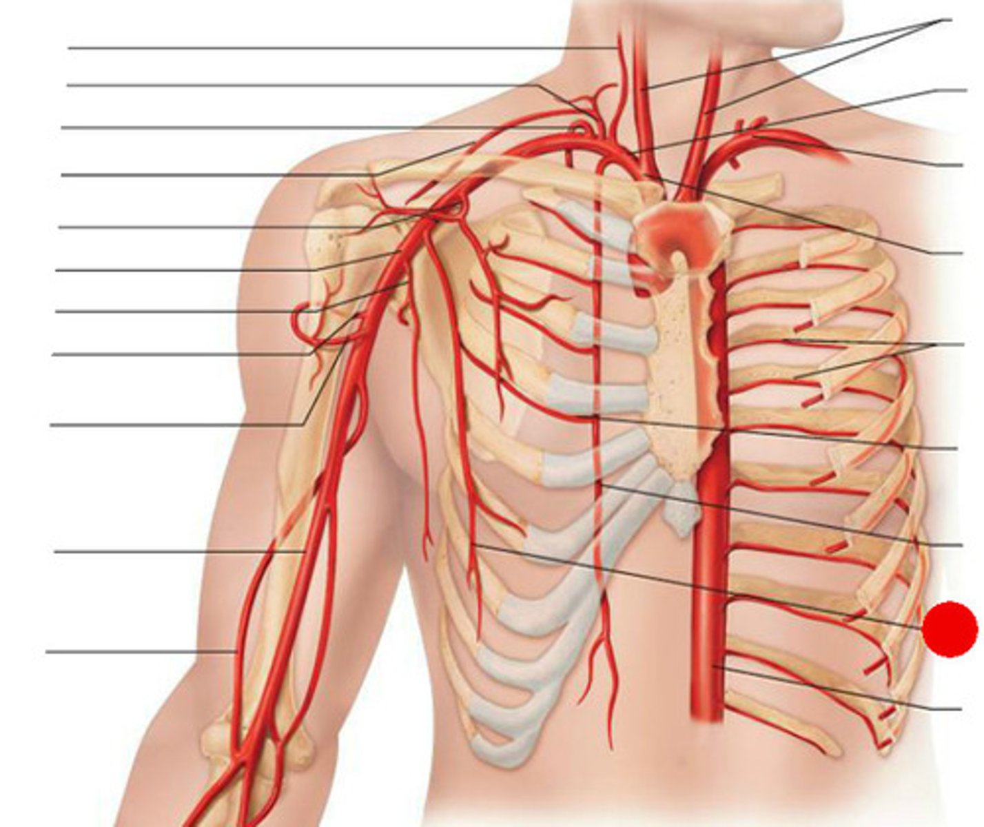 <p>2nd branch of 2nd part of axillary artery - supplies lateral thorax, serratus anterior</p>