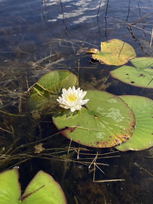 <p>simple peltate leaves with angled lobes, corolla white or pink, lateral veins come from leaf base</p>