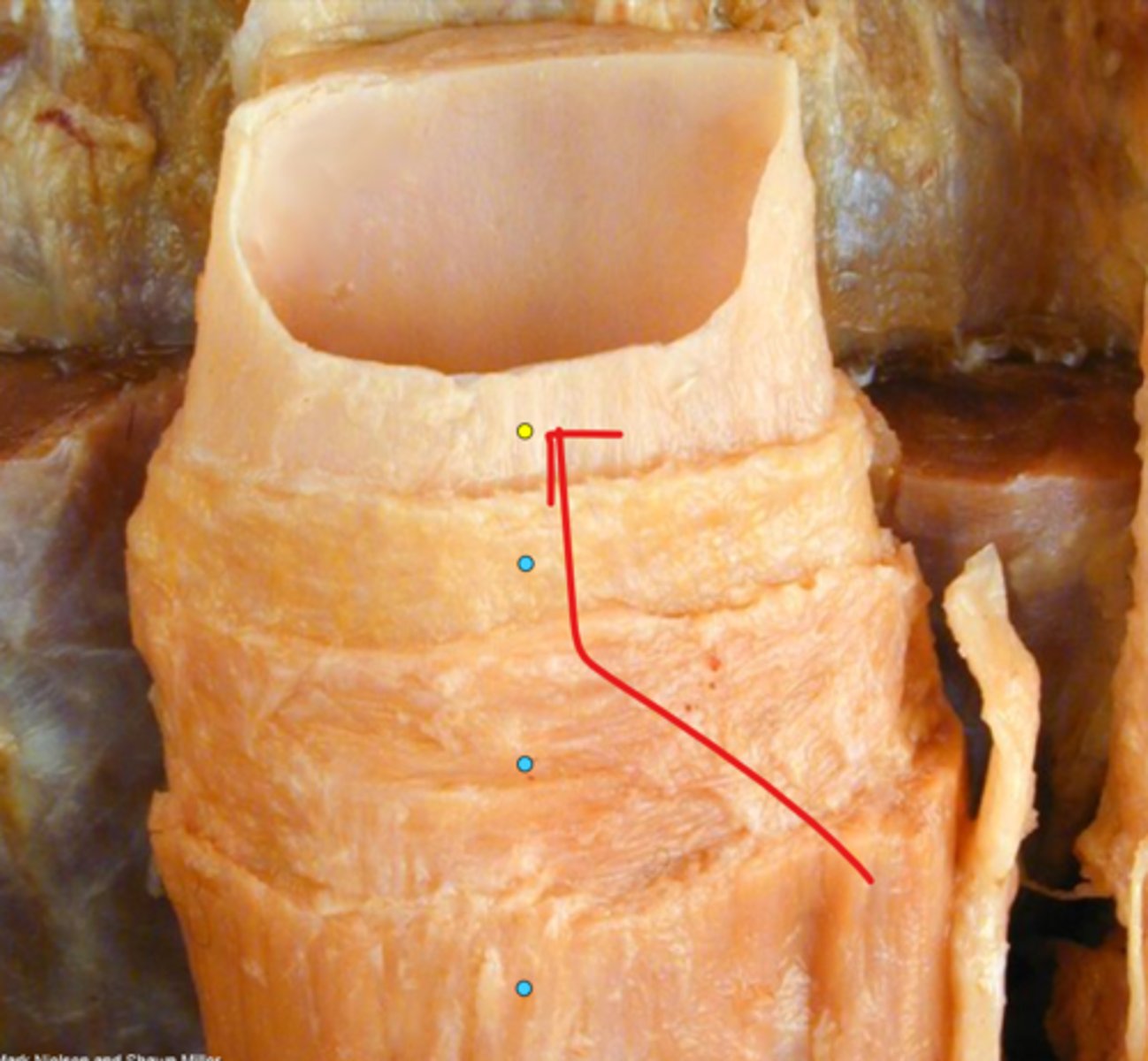 knowt flashcard image