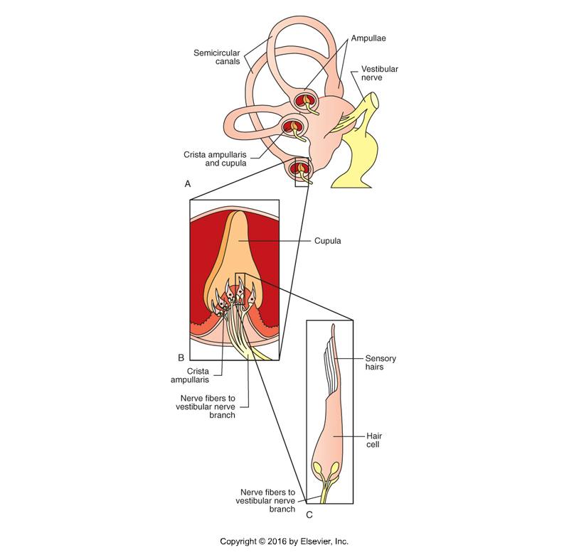 <p>Semicircular canals</p>