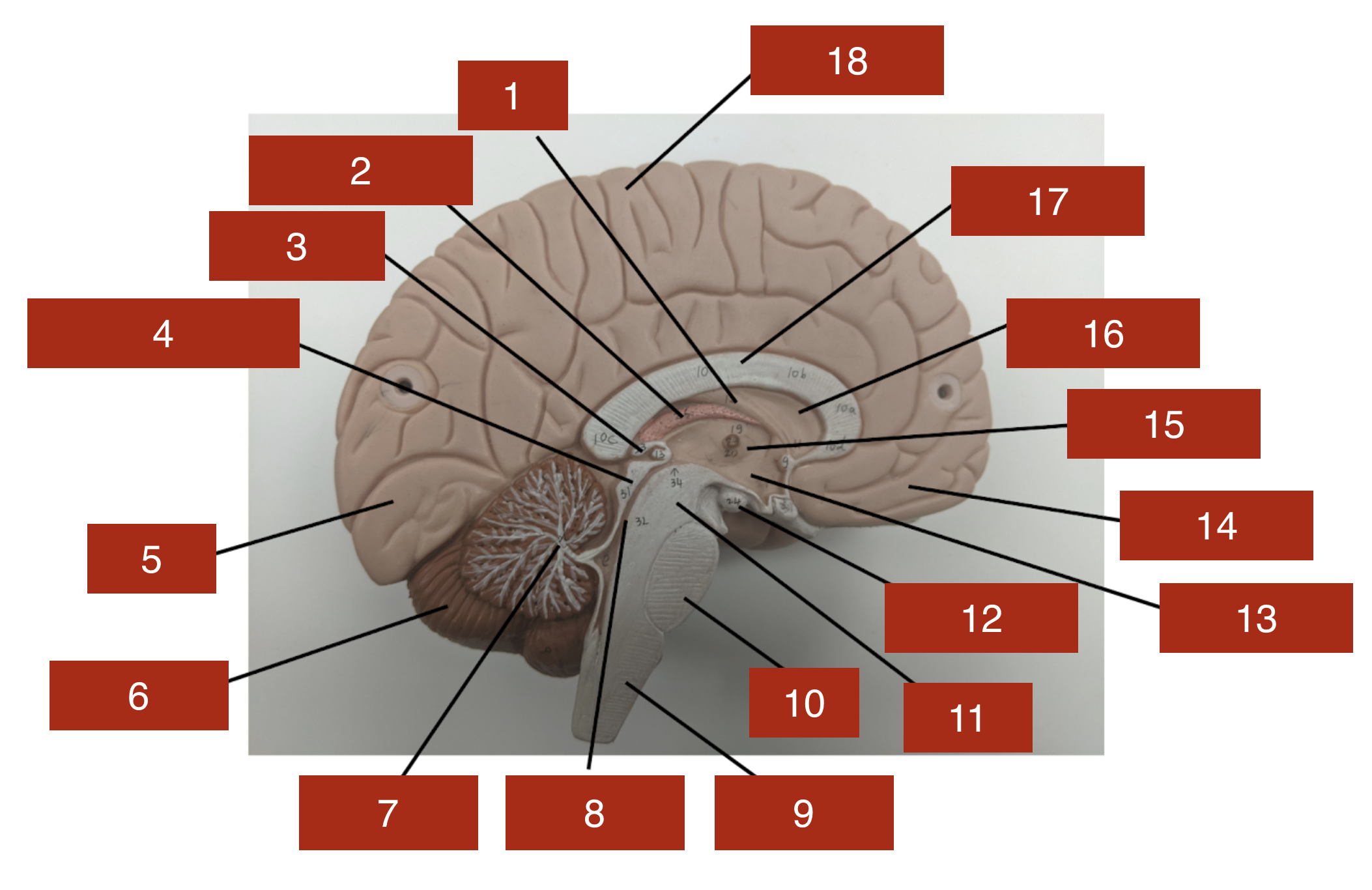 <p>11</p>