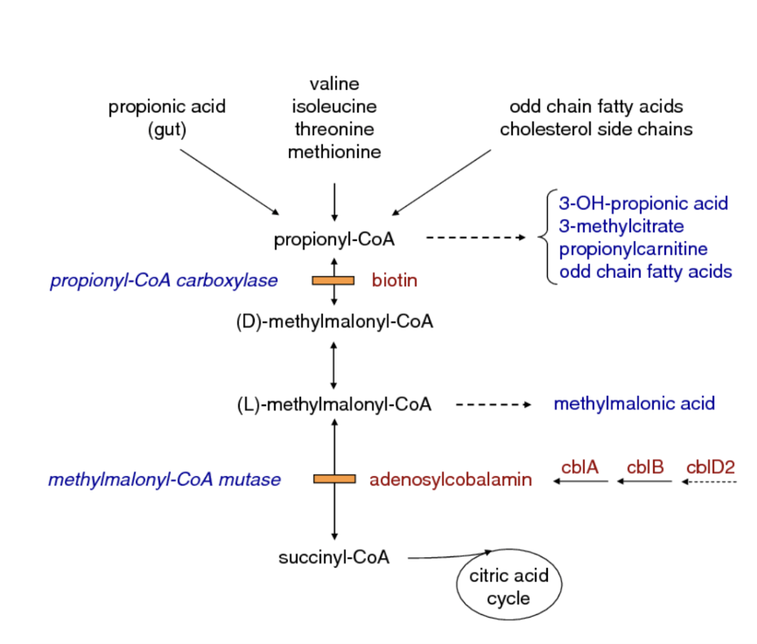 <p>missing MUT → increased levels of methylmalonic coA</p><p>propionyl coA and propionic acid which are upstream fo the MUT reaction would increase as equilibrium shifts backwards</p>