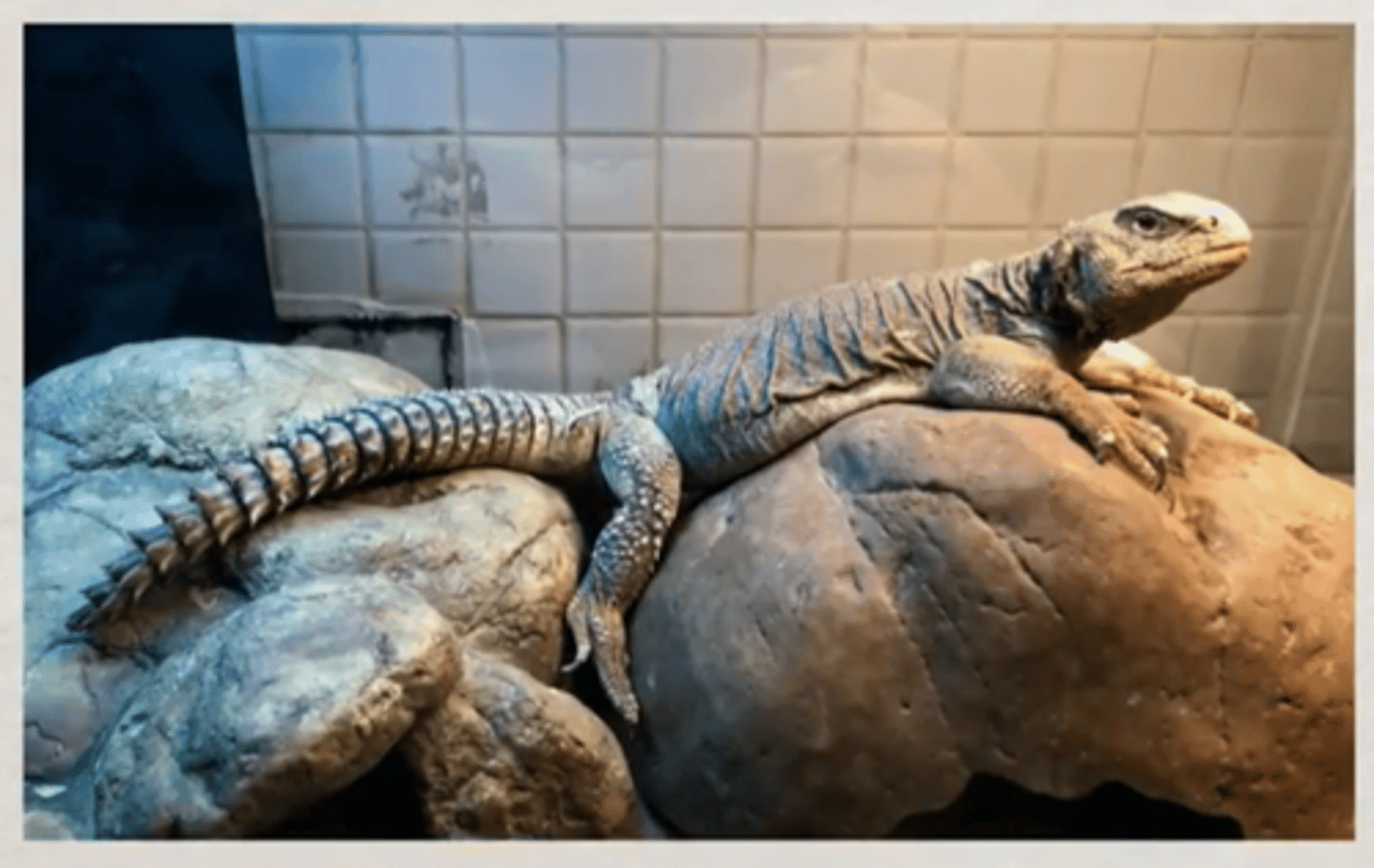 <p>(Uromastyx aegyptia)</p>