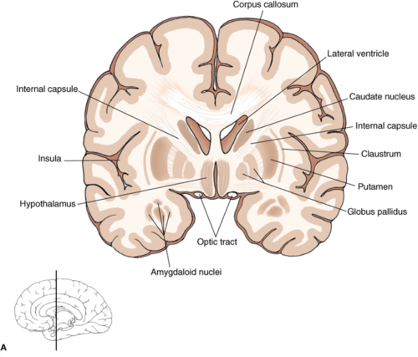 <p>subcortical white matter</p>